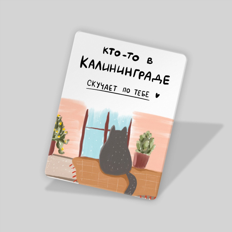 Калининград коты