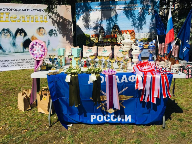 Триколор калининград официальный сайт
